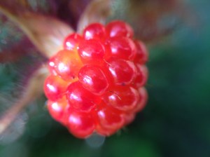 berry with orange