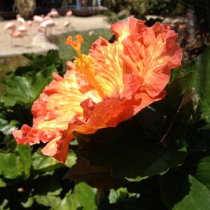 hibiscus with flamingos
