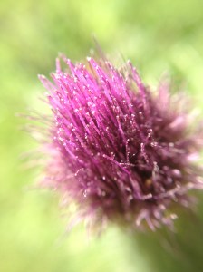 thistle