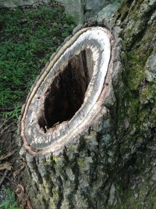 tree hole