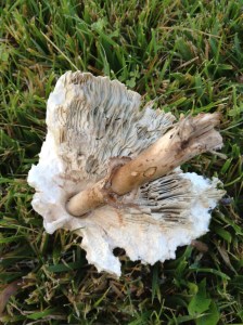 The #scaly inside of a mushroom.