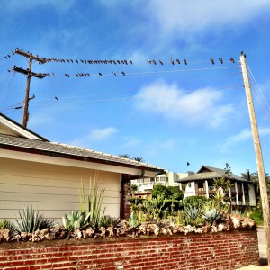 birds on a wire