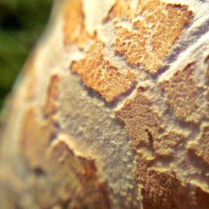 Mushroom through a macro lens