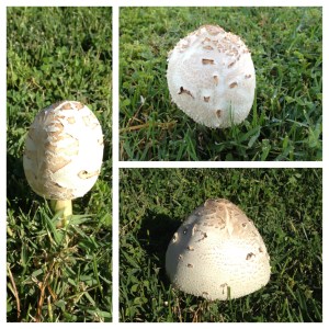 Mushroom three days in a row