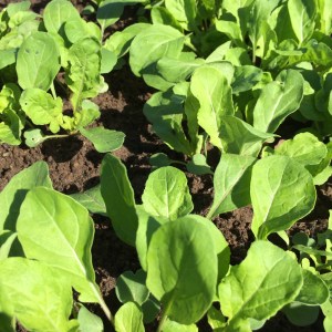 Young arugula will soon find its way into a #tasty salad.