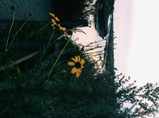 Processed with VSCOcam with c1 preset