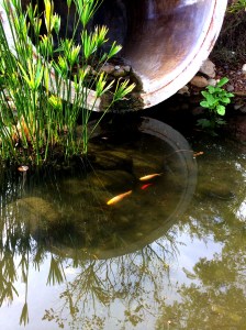 koi pond reflection