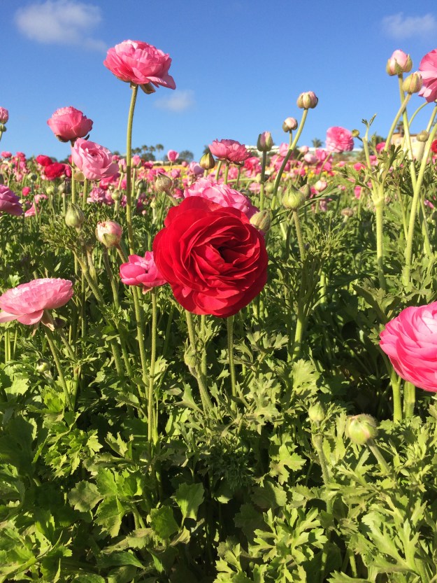flowers red and pink