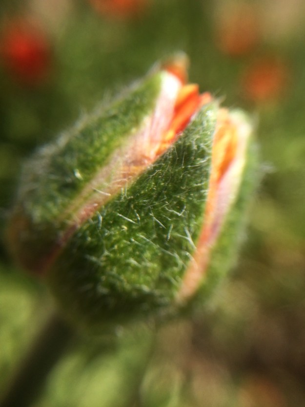 orange bud