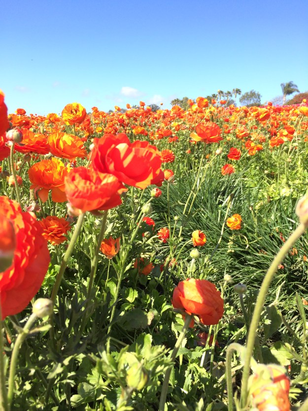 orange flowers