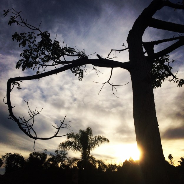 tree in yard skyline