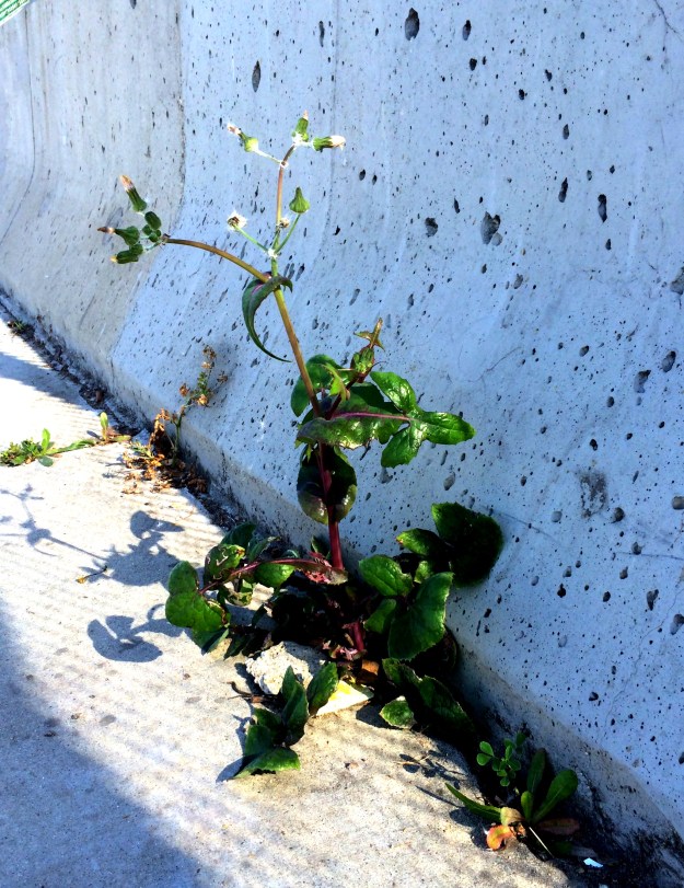 urban weeds