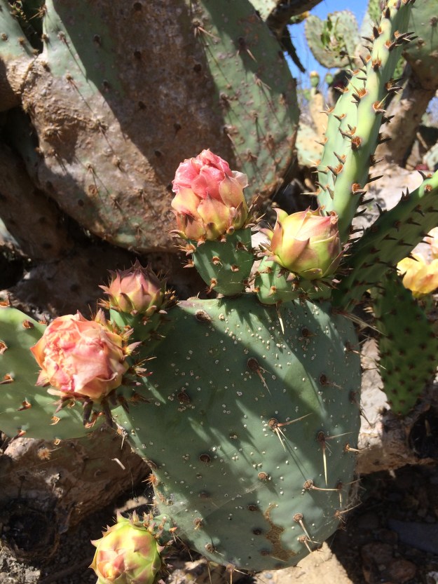cactus in bloom at the lagoon