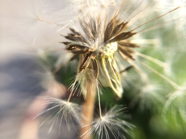 dandelion in the street