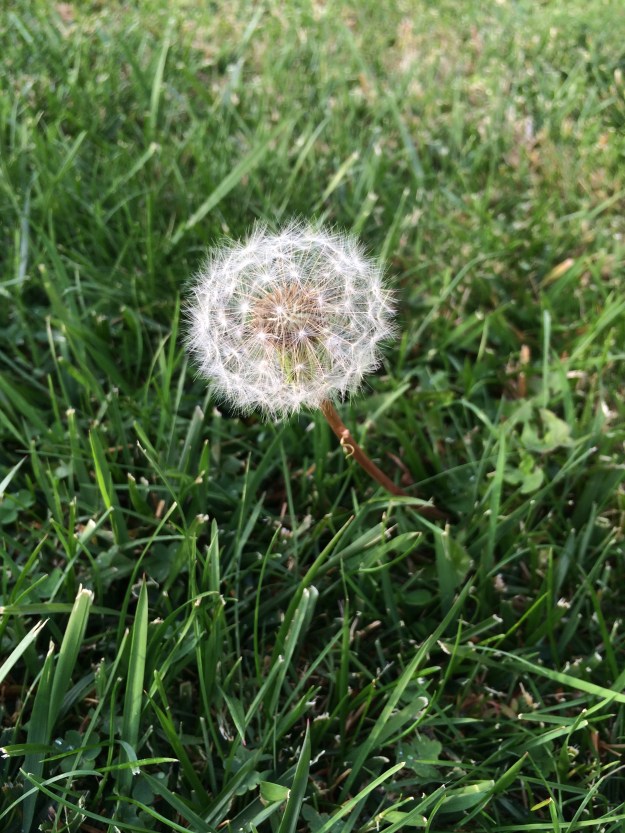 dandelion puff