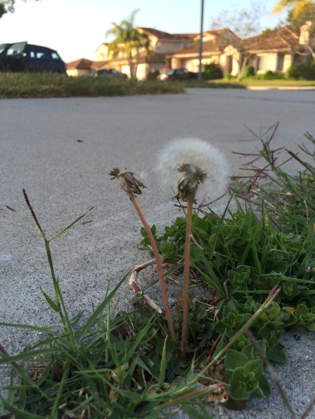 dandelion-thirds