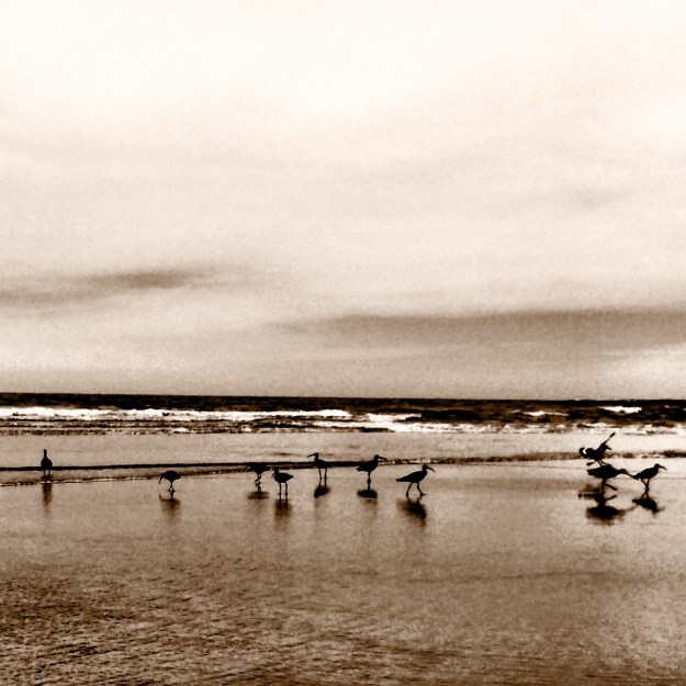 sandpipers in sepia