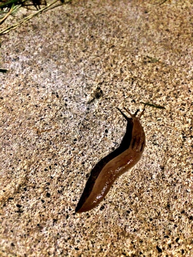slug