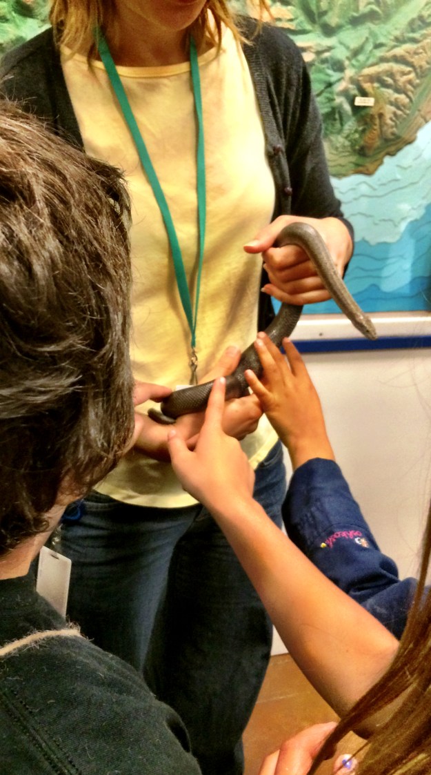 snake petting intersections