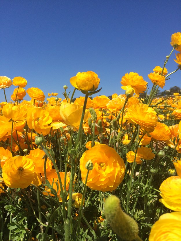 vibrant ranunculus