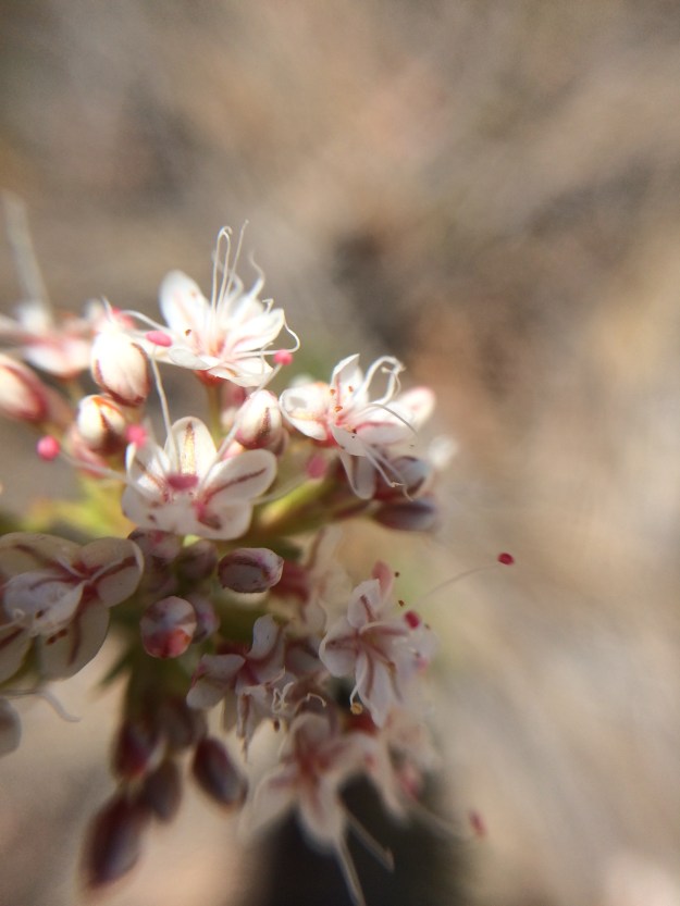 ceanothus flower