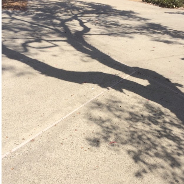 eucalyptus tree shadow