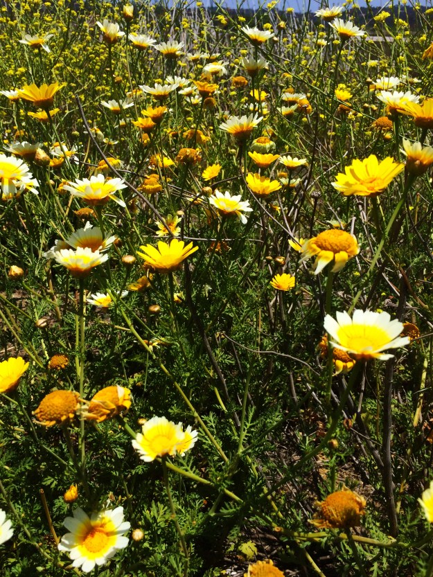 flowers near lagoon