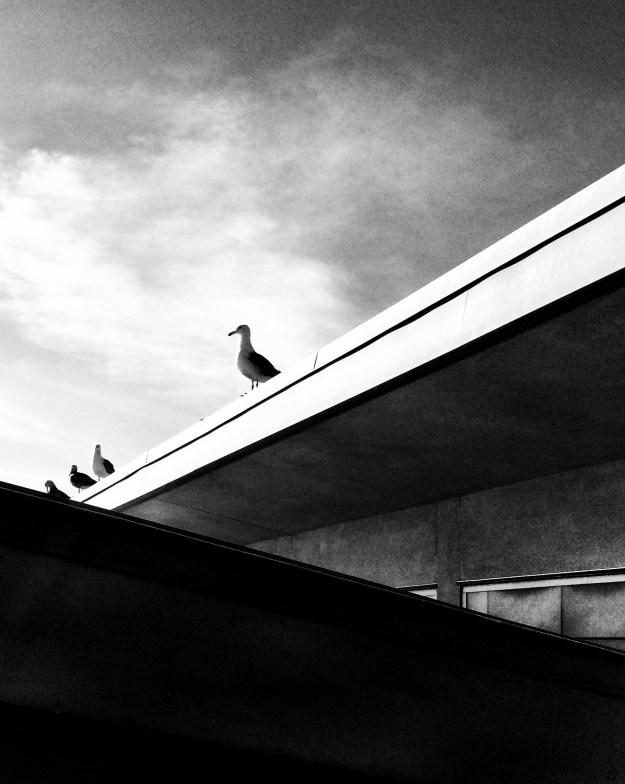 Gull on roof