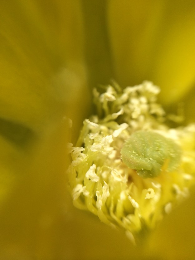 inside the cactus blossom