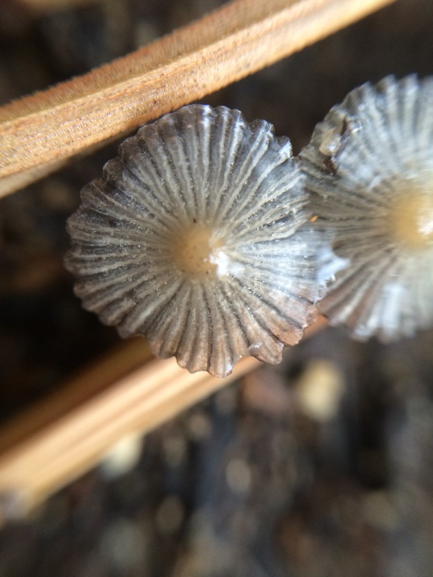 mushrooms up close