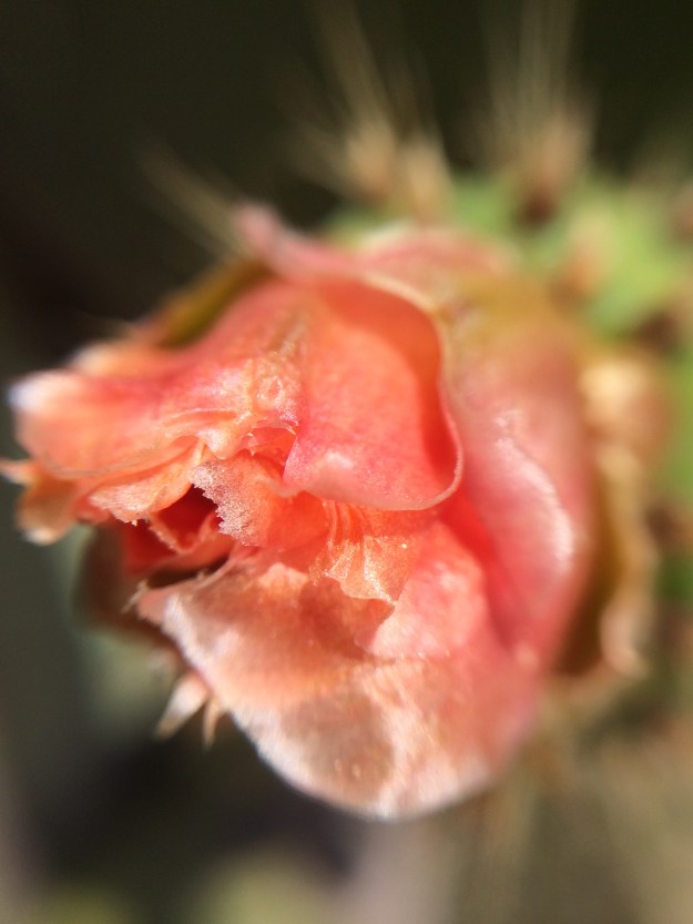 pink prickly pear blossom