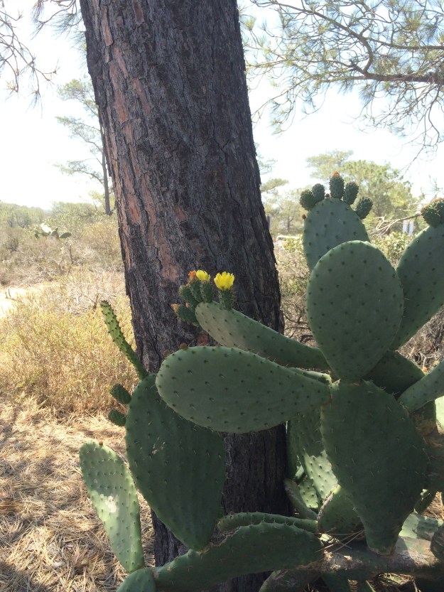 prickly pear and torrey