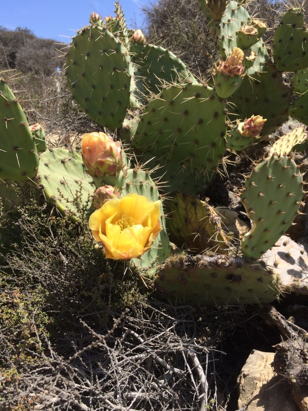 prickly pear in bloom