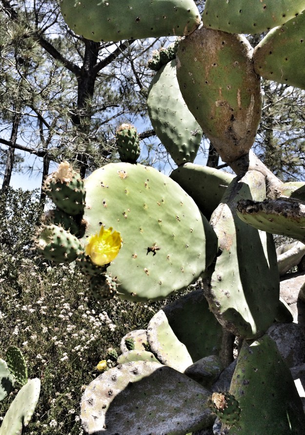 prickly pear with bee