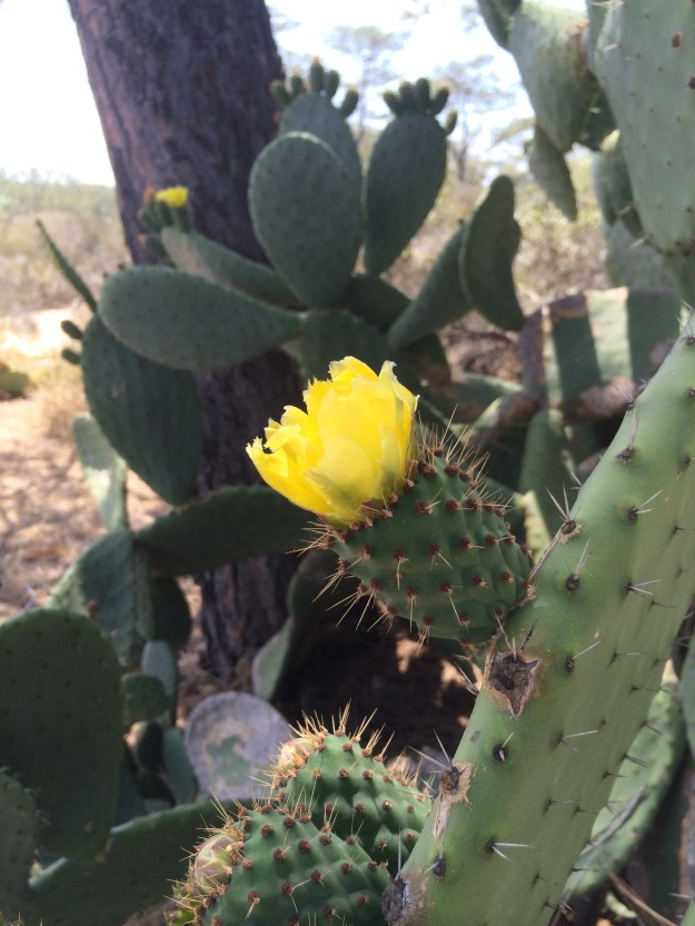prickly pear yellow blossom