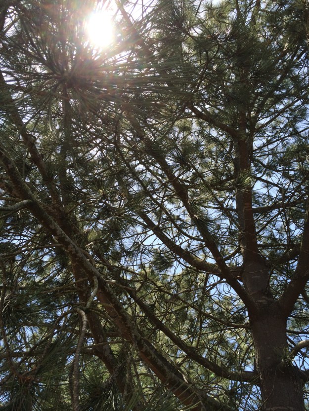 sun through the Torreys