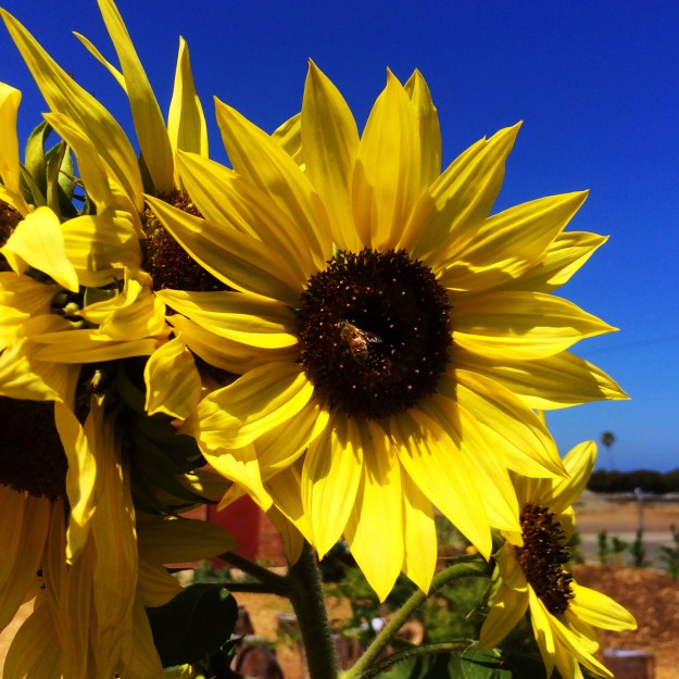 bee on sunflower