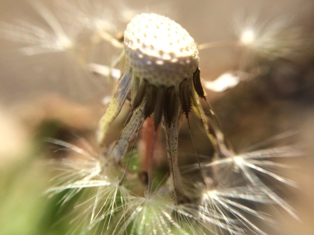 dandelion fluff