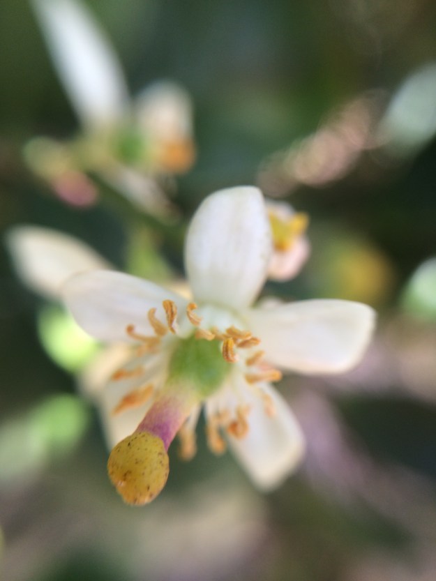 lime blossom