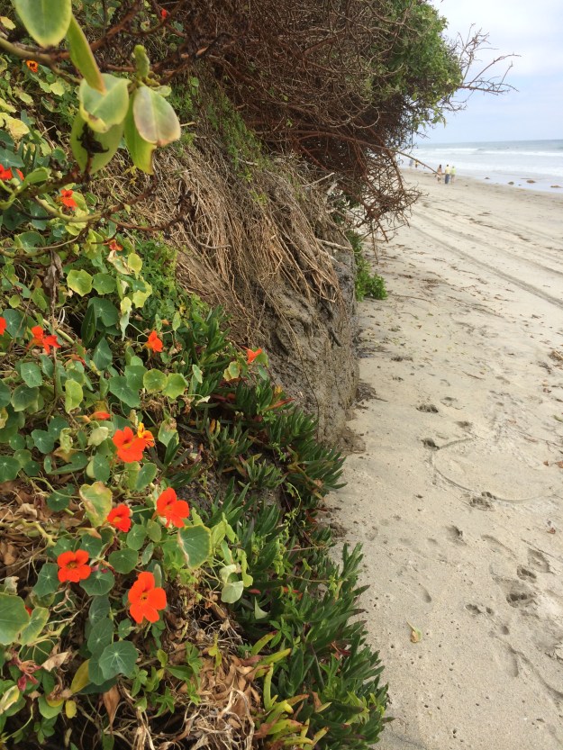 nasturtiums on the beach