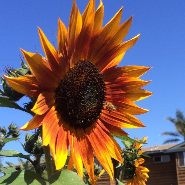 orange sunflower with bee