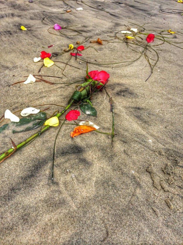 rose on the beach