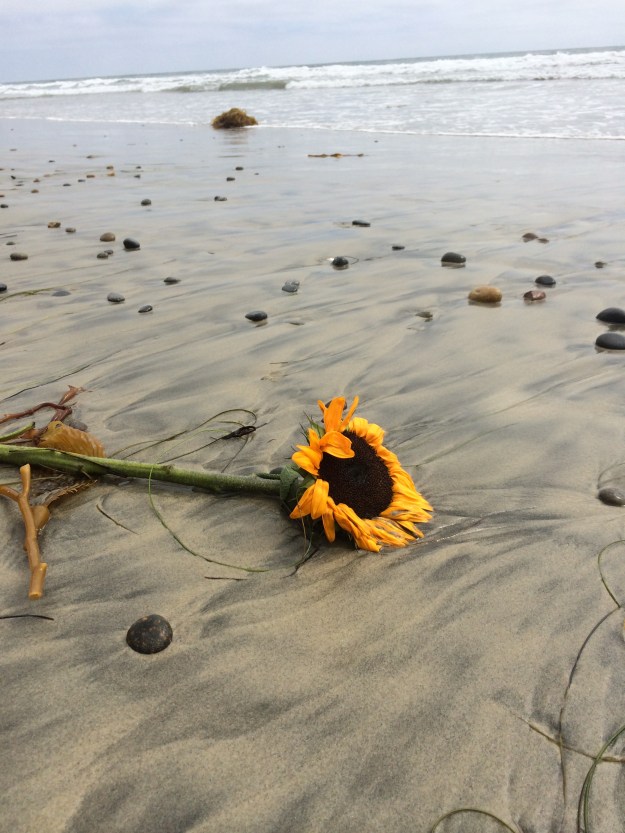 sunflower on the beach