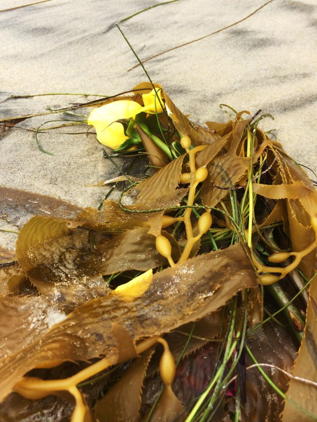 yellow roses in the kelp