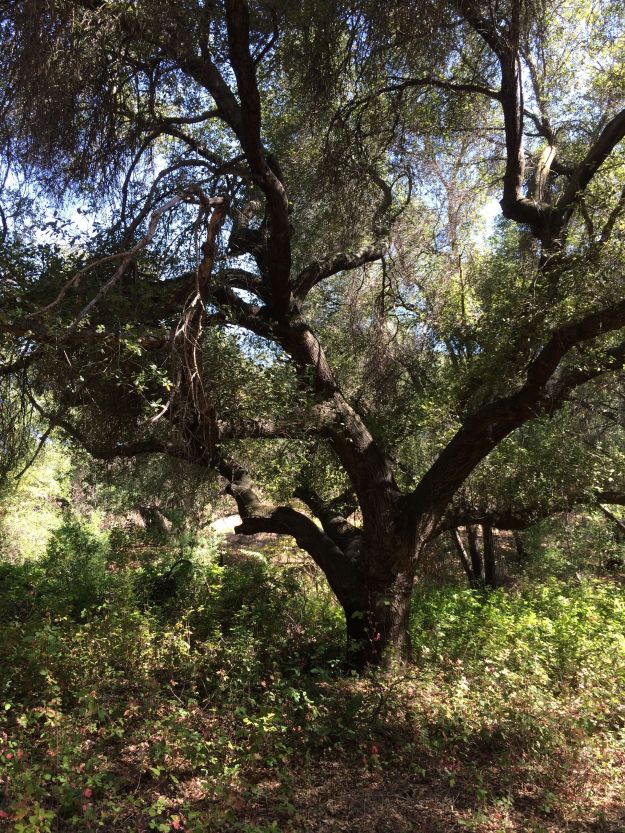 coast live oak