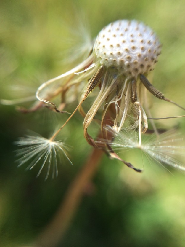 dandelion seed