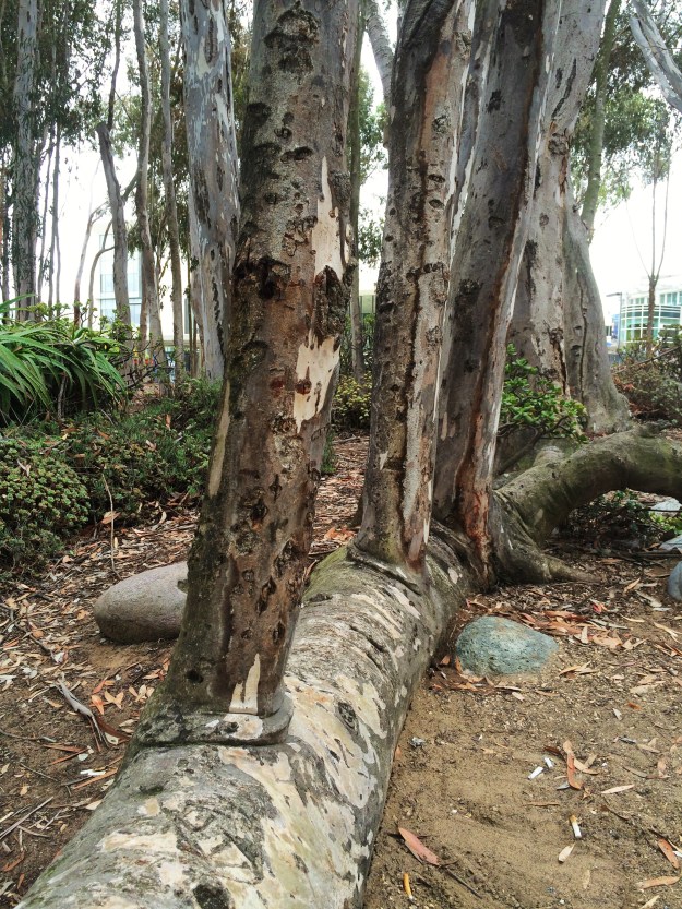 eucalyptus growing from a stump