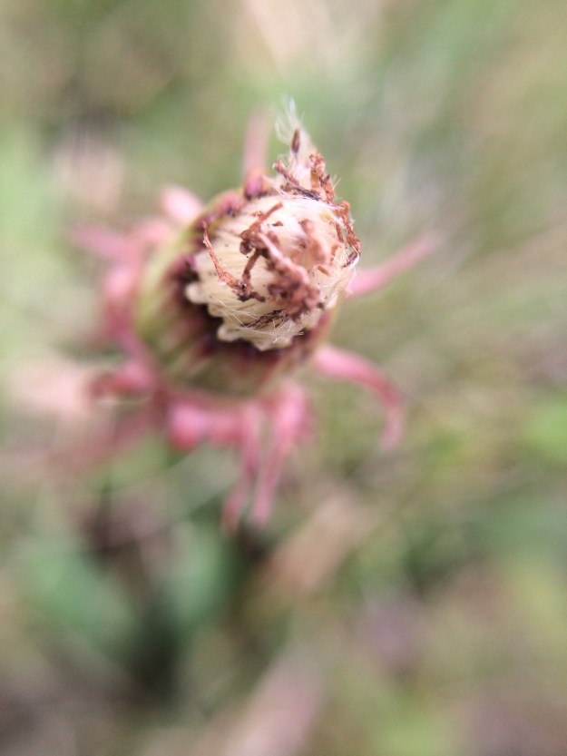 unexpected-dandelion