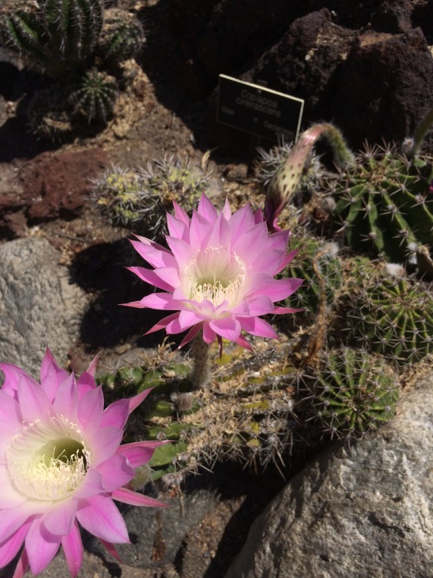 cactus flower