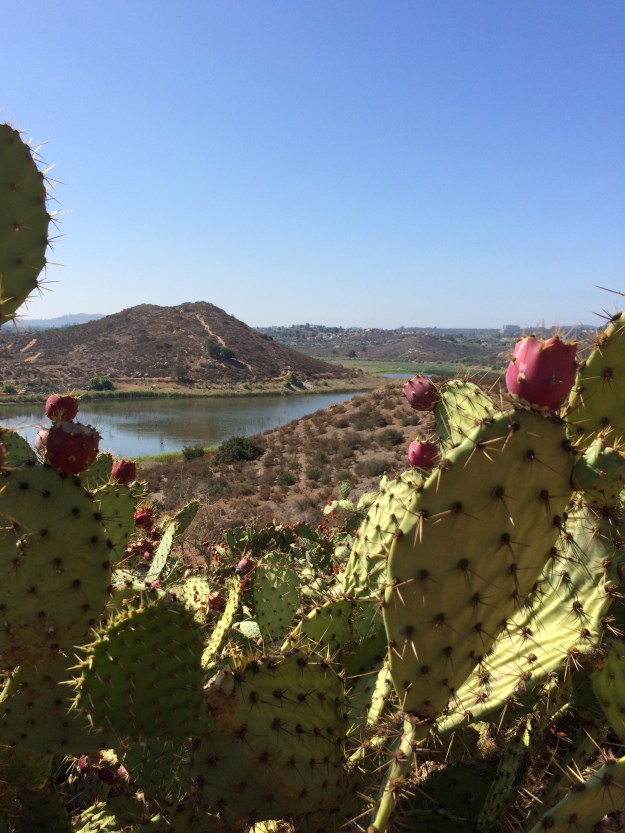framed by prickly pear
